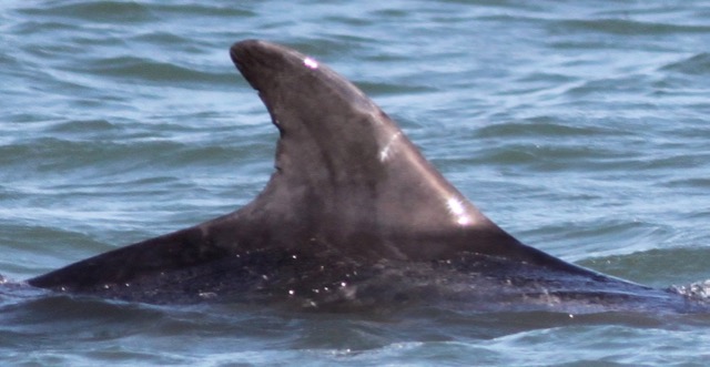 Missing Picture